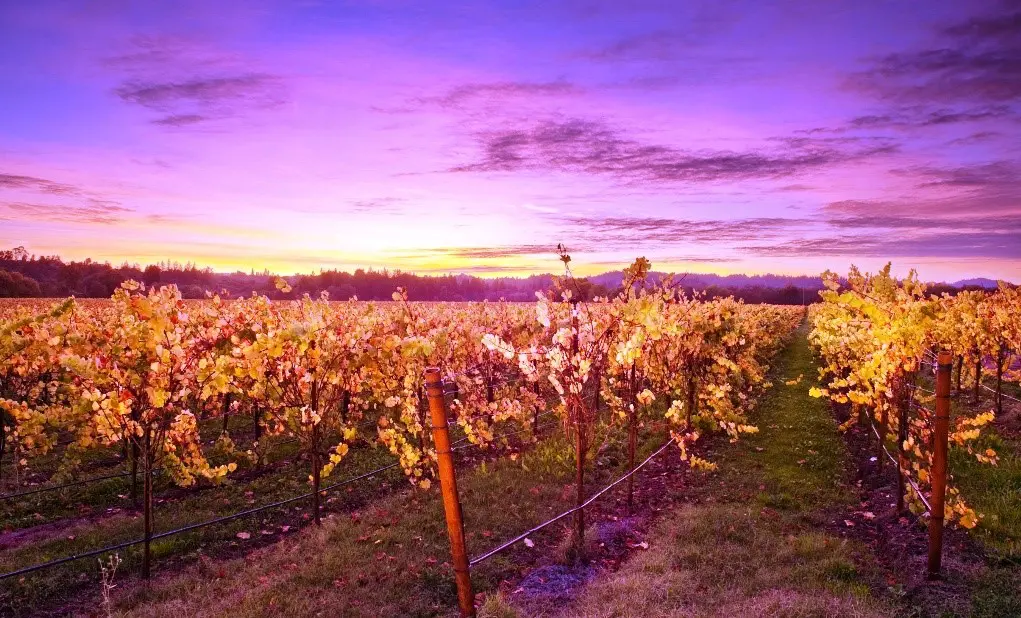 Wine Regions Mallorca