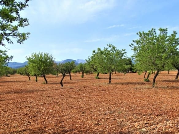 Grundstück zum Verkauf in Binissalem