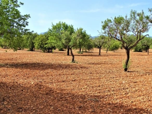 Grundstück zum Verkauf in Binissalem